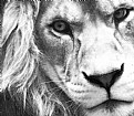 Picture Title - Lion