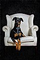 Picture Title - royal dobe