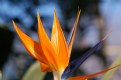 Picture Title - Brookside Bird of Paradise 1