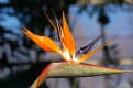 Picture Title - Brookside Bird of Paradise 2
