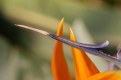 Picture Title - Brookside Bird of Paradise 3