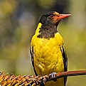 Picture Title - Black-Headed Oriole 