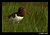 Oystercatcher in Grass