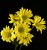 daisies