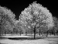 Picture Title - Park in Infared