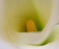 Picture Title - Tulip