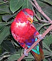 Picture Title - rödfågel