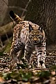 Picture Title - Wild Cat