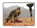 Picture Title - Falcon and his prey? 