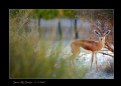 Picture Title - Look...There is Deer Behind The Grass  