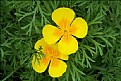 Picture Title - Yellow Poppies