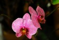 Picture Title - Dotted Orchids