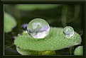 Picture Title - Pair of Waterdrops