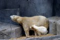 Picture Title - MOTHER & CUB