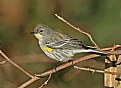 Picture Title - Yellow-rumped Warbler 