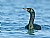 Pelagic Cormorant