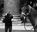 Picture Title - tourist with horse