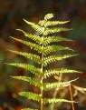 Picture Title - Fern