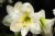 Bouquet of White Flowers