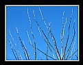 Picture Title - Winter Treetop Branches & Sky