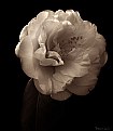 Picture Title - Camelia