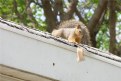 Picture Title - Feeding the squirrel