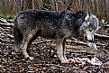 Picture Title - Wolf