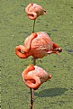 Picture Title - Flamingo brochette