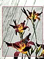 Picture Title - Digital flowers