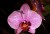 Orchid