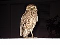 Picture Title - Mrs. Owl