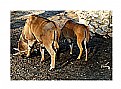 Picture Title - Antelope