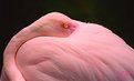 Picture Title - Flamingo