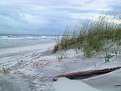 Picture Title - Driftwood Dune