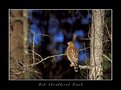 Picture Title - Red Shouldered Hawk