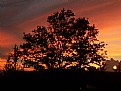 Picture Title - Sunset Tree