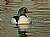 Merganser Reflection