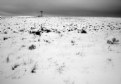 Picture Title - sagebrush & snow