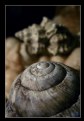 Picture Title - snail