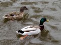 Picture Title - MR. & MRS. MALLARD