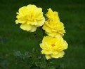 Picture Title - Yellow Roses