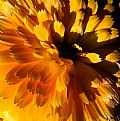 Picture Title - Calendula 11