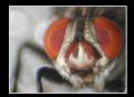 Picture Title - FLY EYES