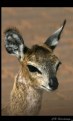 Picture Title - Duiker