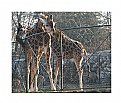 Picture Title - Giraffe