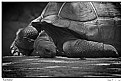 Picture Title - Tortoise