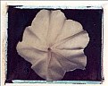 Picture Title - Moonflower