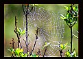 Picture Title - Spider house