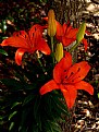 Picture Title - Red Flowers