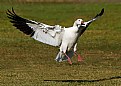 Picture Title - Snow Goose